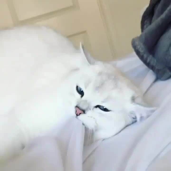 のインスタグラム：「I need attention 😾⠀ ⠀ @cobythecat⠀ ⠀ #meowed #cat #meowedofficial」
