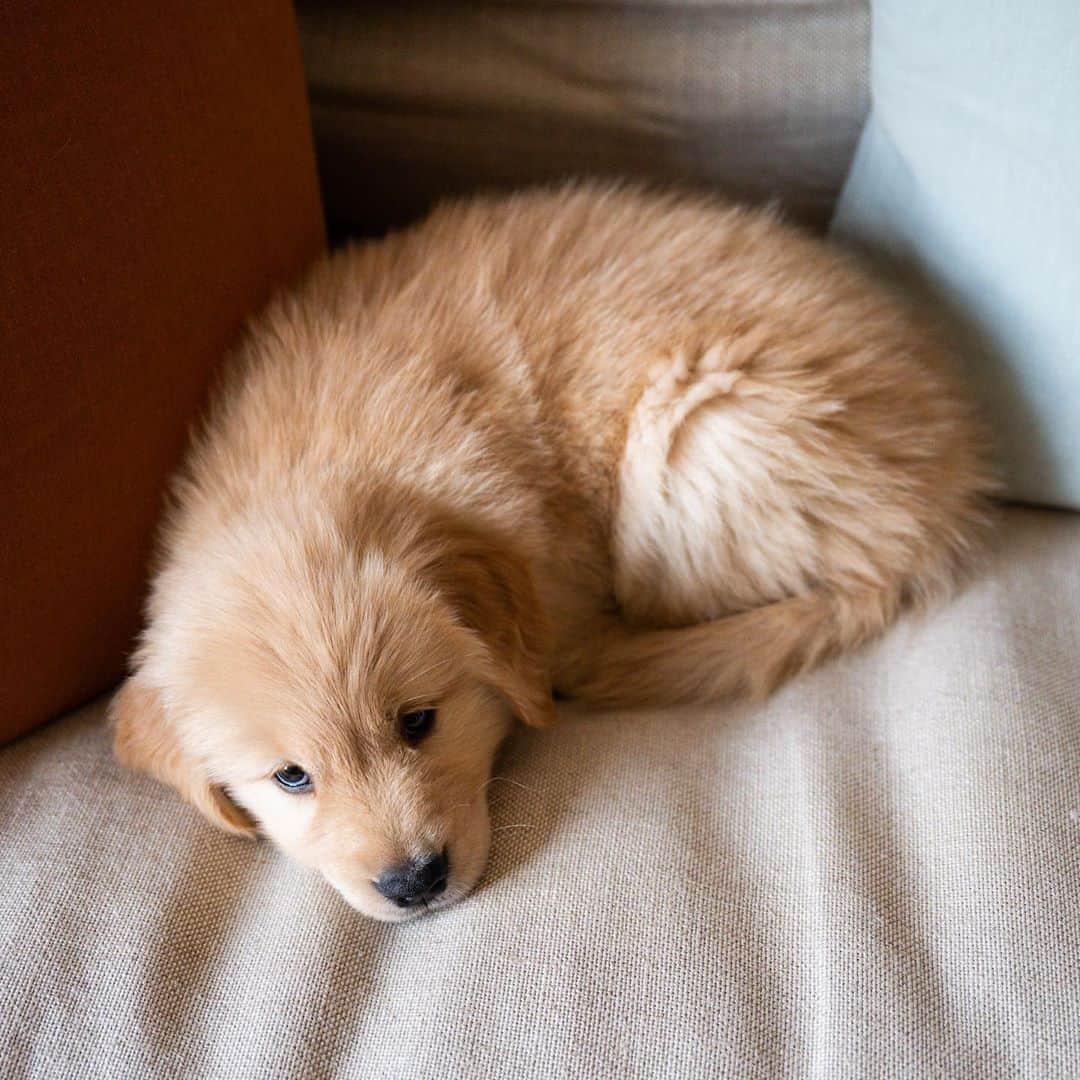 The Dogistさんのインスタグラム写真 - (The DogistInstagram)「Birdy, Golden Retriever (8 w/o), Fort Greene, Brooklyn, NY • “She can’t do any wrong. She goes to the bathroom in my apartment but that’s my fault.”」8月30日 10時01分 - thedogist
