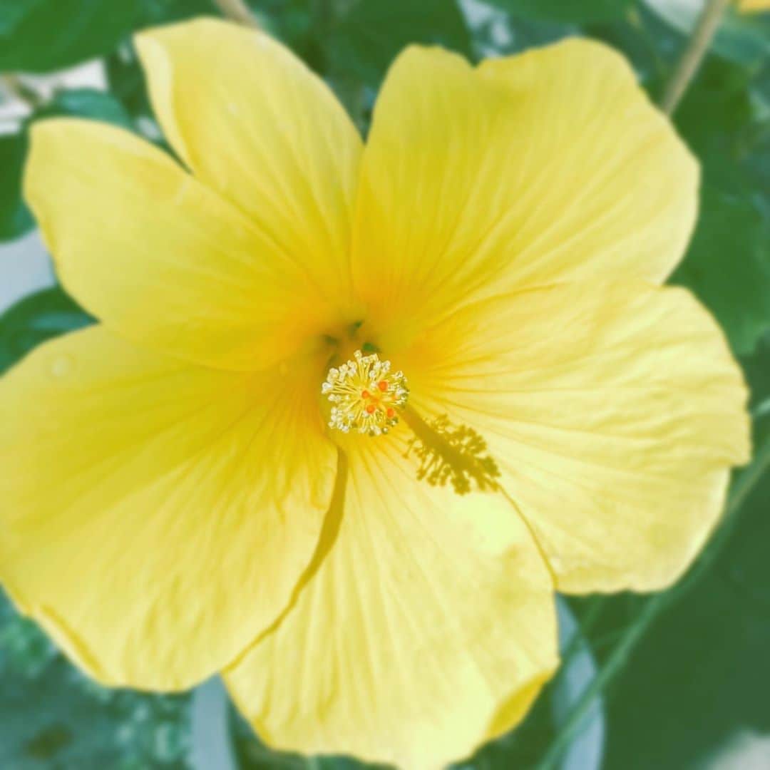 のインスタグラム：「#flower #flowersoflife #yellow #hope #sanpo」