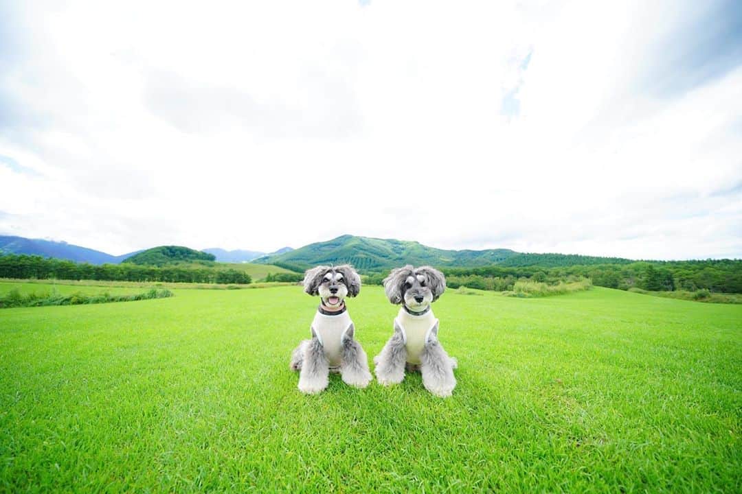 のインスタグラム：「⑅︎◡̈︎* ・ 十勝千年の森からこんにちワン🐾 お空が広くてご機嫌なマーブルとイヴです٩( ´◡︎` )( ´◡︎` )۶ ・ 北海道を代表する8つのガーデンを#北海道ガーデン街道 といい、そのうちの5つが十勝にあります！ 十勝にある5つのガーデンの内、ワンコOKなのは4つ有ります♫ ・ 今回全部回りたいと意気込んでましたが、猛暑に負けて、、、2つしか行けませんでした(T . T) ・ 中でもこちらの『十勝千年の森』は、前回の帰省の時にも訪れたお気に入りのガーデンなんです！ ・ 広大な芝生エリアや林道や素敵なガーデンもありマーブルとイヴも大好きなスポットです！ ・ #北海道旅行  #道東  #十勝  #清水町  #北海道ミライノート  #わんこと旅行  #芝生  #ジェニッカーズ  #dogenic #love_bestjapan #daily_photo_jpn #わんことおでかけ #doglife #doglover #inuくらぶ_jpn #しゅなら部 #ミニチュアシュナウザー #ミニシュナ #シュナウザー #miniatureschnauzer #schnauzer #inutome #dogsta #insta_dog #うちの子可愛く撮り隊 #わんこカメラ部 #wooftoday」