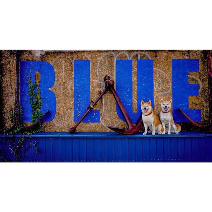 東京カメラ部 横浜分室さんのインスタグラム写真 - (東京カメラ部 横浜分室Instagram)「Photo by @coco_kiki_shibappy⠀ 「BLUE BLUE YOKOHAMA」⠀ https://www.instagram.com/p/B2jCAWRBngb/⠀ .⠀ いいね！＆コメント大歓迎！⠀ ※投稿に関するご注意・ポリシーは東京カメラ部に準じます。詳しくは下記をご覧ください。⠀ https://fb.minpos.com/fb/willvii/camera_jpn/static/guideline⠀ .⠀ #みなとみらい線フォト散歩 #みなとみらい線フォトさんぽ #みなとみらい線 #横浜 #新高島 #みなとみらい #馬車道 #日本大通り #元町中華街 #yokohama #東京カメラ部 #Japan #photo #写真 #日本⠀ Follow: @TCC.Yokohama⠀ .⠀ ※皆様、政府、自治体など公的機関の指示に従った行動をお願いします。⠀ 東京カメラ部および分室では、写真を「見る楽しみ」を提供することを通して、微力ながら皆様にわずかな時間でも癒しをお届けしたいと思っております。」8月30日 11時00分 - tcc.yokohama