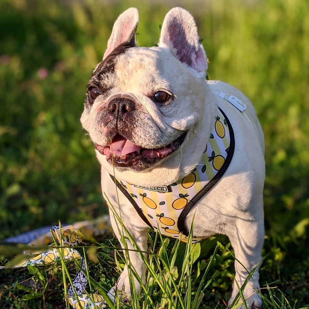 Manny The Frenchieのインスタグラム：「Hey! Are you barbequing over there?! Can I come over?! 🤤 @frenchie_bulldog」