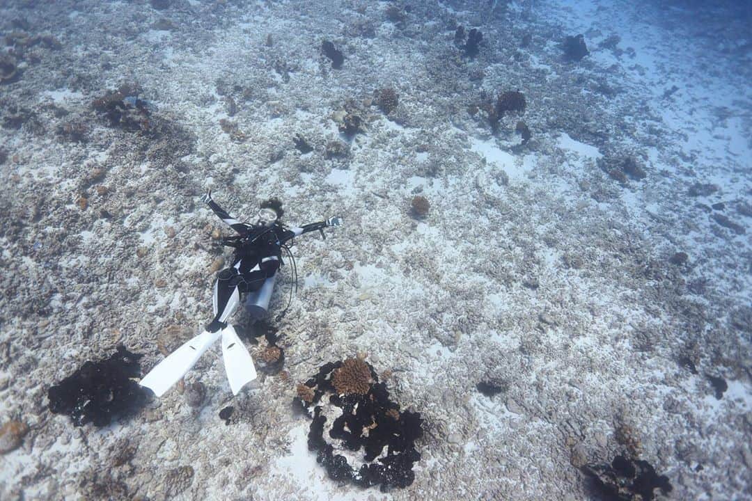 木村文乃さんのインスタグラム写真 - (木村文乃Instagram)「*** そしてやっぱり海ですね。 ランギロア島での 永遠続くようなドリフトダイブ 楽しかったなぁ。 あのランギロア島までいって 大物どころかイルカにすら 会えなかったんですけどね。笑 そこがどんな海だろうと 入ってられたら幸せなタイプです。  #雑誌DIVER#diving#ダイビング #鍵井靖章 @yasuaki_kagii  #水中カメラマン」8月30日 11時36分 - uminokimura_official
