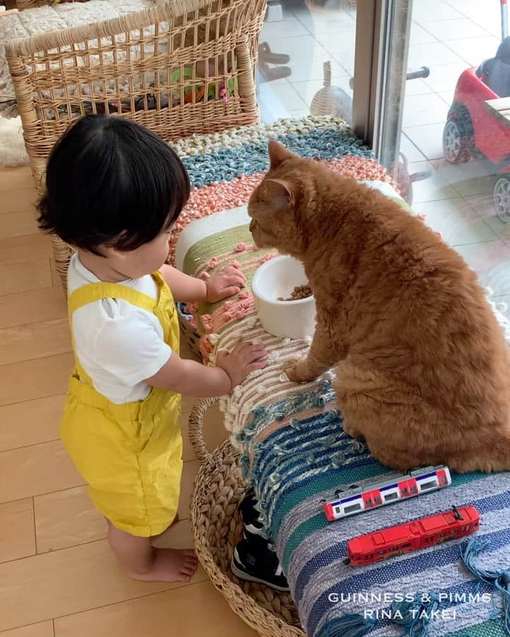 ギネス & ピムスのインスタグラム：「30/08/2020 Happy Sunday! ・ A recent video showing Nagi’s immense affection for Pimms. He loves Pimms very much and unconsciously gives a little smile after stroking him, mumbling things like “cute”. He is definitely growing up to be a cat-loving boy👦🏻 Enjoy the rest of your weekend everyone! ・ ・ 恒例ですが、 近頃の凪ねこのピム丸大好き動画集。 ピム丸を撫でたり、目が合うと 照れ笑いをするようになりました。笑 好きな気持ちがダダ漏れで 思わず「かーいー！（可愛いの意味）」と呟く場面も☺️ それでは 来週（来月）もよろしくお願いします♬ ・ ・ #1yearold #1歳 #1歳8ヶ月 #20monthsold  #babyboy #男の子ベビー #赤ちゃんのいる生活 #赤ちゃんのいる暮らし #赤ちゃんと猫 #猫と赤ちゃん」