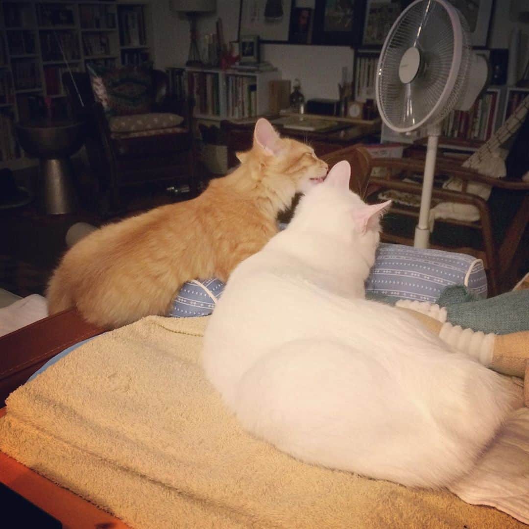 岡田屋鉄蔵のインスタグラム：「やっぱり耳が好き👂」