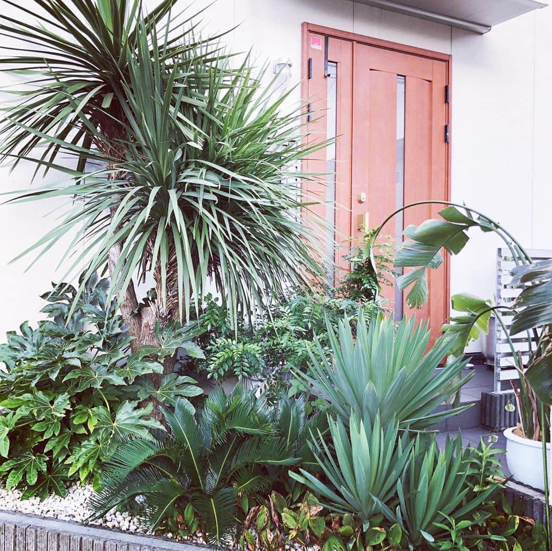 akaneのインスタグラム：「2020 .8.30  もはやジャングルになってる我が家の玄関前🌴  冬の間に剪定してかなりスカスカにしても、一夏でこんなにワサワサに育ちます🌴🌲🌳  もうそろそろ植物同士が窮屈そうなので刈らなくては🙌  でもまだ暑いからもう少し涼しくなったらにします😂  さて、占い好きの私、またまた　@miror_jp  さんで仕事運について占って頂きました！  コロナで仕事にも影響があり、この先の仕事の仕方についても今まで通りとはいかず少し模索しておりました🧐  占って頂くことで、すべてを鵜呑みにするのではなく、自分の進むべき道を背中を押して頂くアドバイスのような感じで私は受け取っています😉  内容的にも、これから良い結果が出ると言われ一安心😆  ただ焦りは禁物、優先順位を意識しながら仕事するというのは、日頃から心掛けていることなので、やっぱり自分の方向性は間違ってないんだ！という安心感に変わりました☺️  MIRORでは毎月全占い師の鑑定審査を実施していて、その審査で全17項目を通過した占い師をピックアップ占い師として推奨しています❣️  そんなピックアップ占い師の中から、今回は海月先生に占ってもらいました✨  ★4.9と人気の占い師さんに占って頂きありがたや〜😆🙏  @miror_jp  では初回限定メニューと表記のあるものは、ご満足頂けなかった場合初回全額返金保証もあり安心です✨  コロナ渦で、不安に思っていることがある方や、これからの自分の進むべき方向性などが分からない方など、少しでも気持ちが軽くなるために是非利用してみて下さい😌🎶  私も下半期頑張るぞ〜💪  #pr #miror#インターネット占い館miror#植物のある暮らし#南国植物#植栽#外構#注文住宅#ガーデニング」