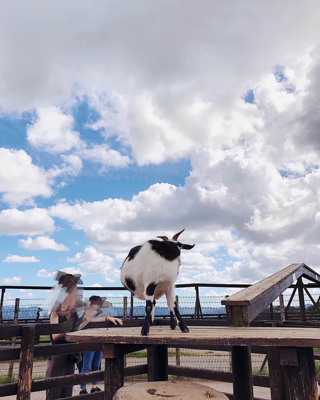 Julia Castroさんのインスタグラム写真 - (Julia CastroInstagram)「誰さんの後ろ姿でしょうか？🖤 . #animals #photo #summer #clouds  #cloud #sky #farm #bluesky #goat #cow #photograpy #sheep #vacation #summervacation  #動物 #可愛い #白黒 #アニマル #癒し #後ろ姿 #写真 #牛 #羊 #ヤギ #モノクロ #癒しの空間 #夏休まる #YouTubeお楽しみに」8月30日 21時21分 - julia.c.0209