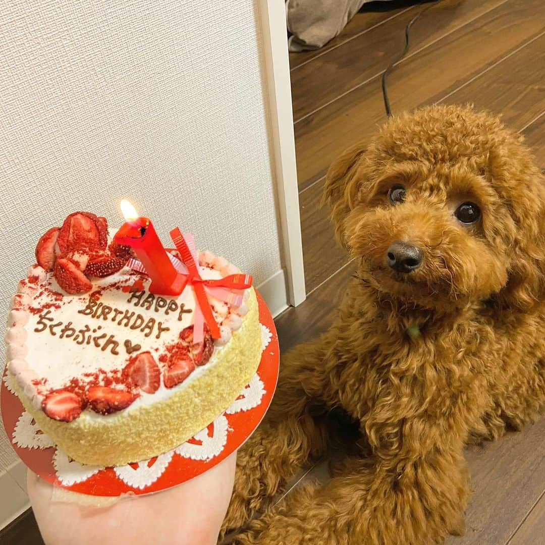 TAIYUのインスタグラム：「わぶが今日で1歳になりました🐶🍰  これからも元気に育ってくれよー☺️」