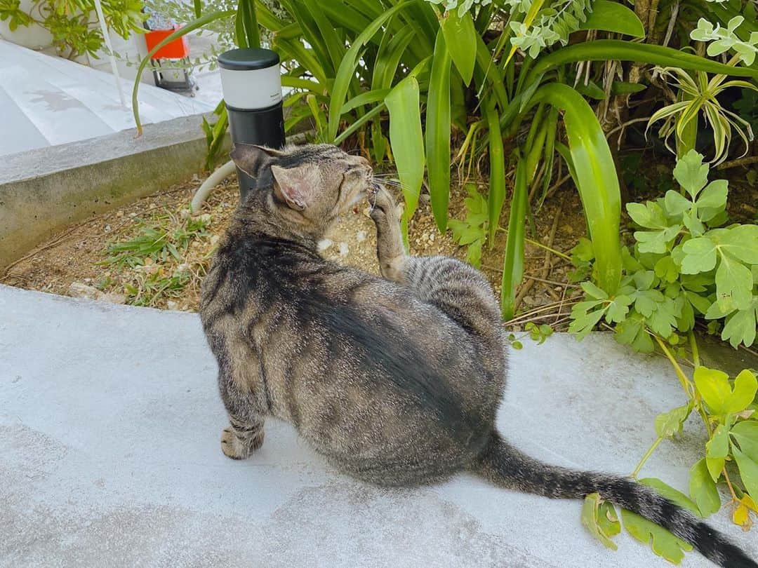 YU-RIのインスタグラム：「沖縄のねこちゃん 警戒心が薄いのかにゃあにゃあ近寄ってきたり可愛かったฅ^. ̫ .^ฅ🐾  #猫#猫になったんだよな君は」