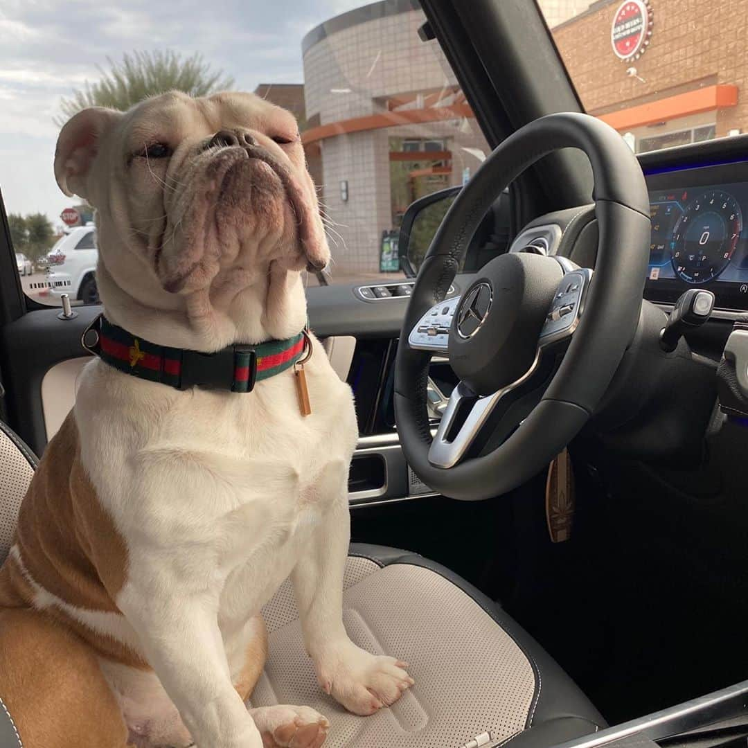 ライアン・オウトゥールさんのインスタグラム写真 - (ライアン・オウトゥールInstagram)「He just cracks me up! #englishbulldog #bullys #dogsofinsta #puppiesofinstagram #gwagon」8月30日 21時48分 - ryannotoole