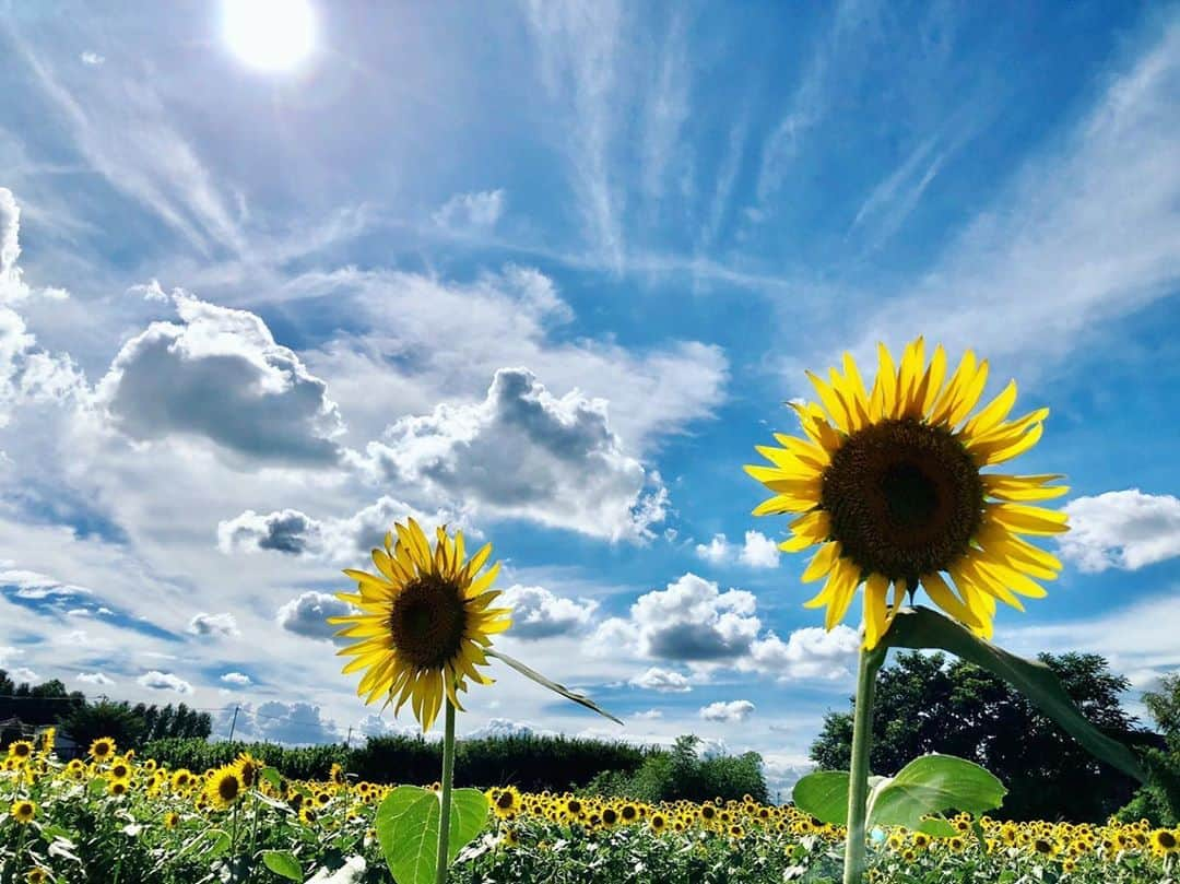 猪狩ともかさんのインスタグラム写真 - (猪狩ともかInstagram)「🌻🌻 . . photo by 父 . めっちゃ自画自賛してた！(笑) でもたしかにとてもよき写真✨ . なんか…なんていうか…なんだろう… 新海誠さんを感じるんだけど、 誰か共感してくれるかしら💭💭 . . . #ひまわり畑 #ひまわり #夏 #もうすぐ終わっちゃうね #夏らしいこと何かできた❓」8月30日 21時55分 - igari_tomoka