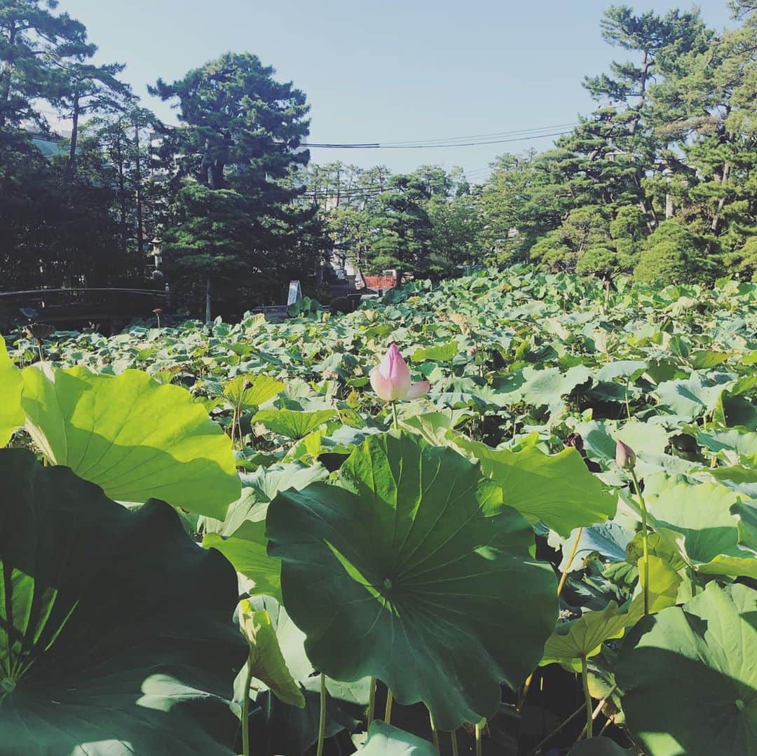 本田朋子さんのインスタグラム写真 - (本田朋子Instagram)「蓮を眺めながらお散歩。 この日も暑かったので、一周ぐるりと回ったらすぐに水分補給。 滞在時間はほんの30分ほどでしたが、ゆっくりと時が流れる素敵な場所で癒しをいただきました。」8月30日 21時56分 - tomoko_honda_official_phonics