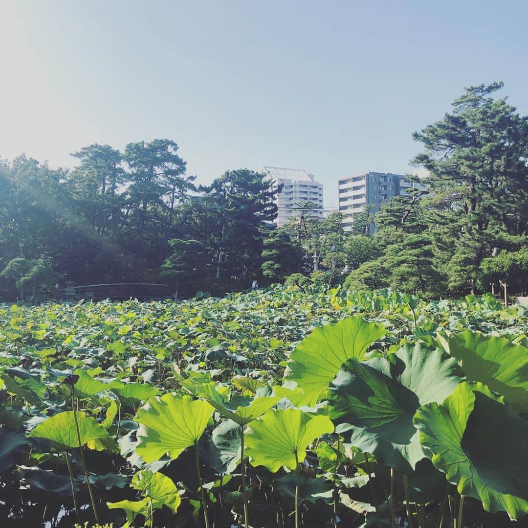 本田朋子さんのインスタグラム写真 - (本田朋子Instagram)「蓮を眺めながらお散歩。 この日も暑かったので、一周ぐるりと回ったらすぐに水分補給。 滞在時間はほんの30分ほどでしたが、ゆっくりと時が流れる素敵な場所で癒しをいただきました。」8月30日 21時56分 - tomoko_honda_official_phonics