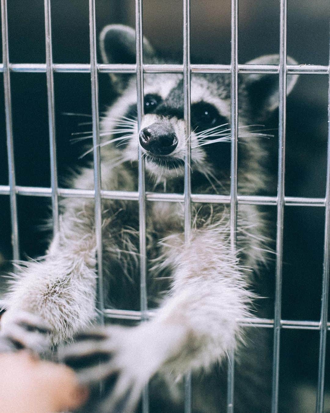 山中海輝のインスタグラム：「ご縁があり神奈川県動物愛護協会さんを撮影させていただきました。  この施設で新しい家族を待つこの子達をみているとペットショップで買うのではなく、施設から引き取る保護犬や保護猫がはやく普通の選択肢になってほしいと強く思いました。 僕はまだまだ微力ですが徐々にこの思いの輪を広げていきたいと思います。  #アライグマさんもいました。」