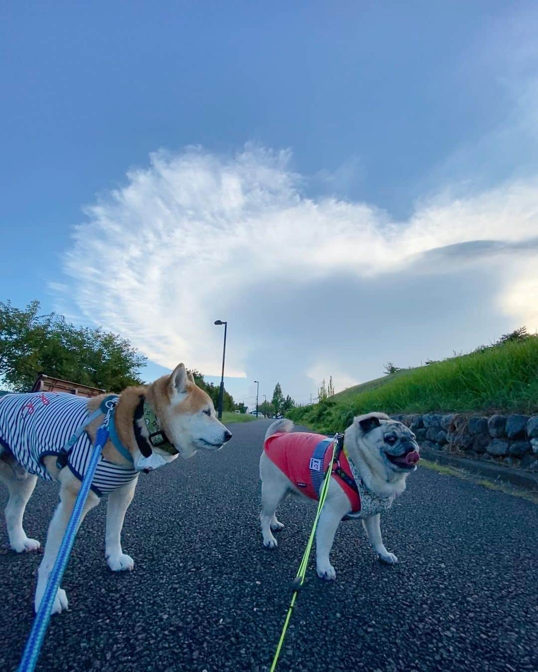 T&P Brothersさんのインスタグラム写真 - (T&P BrothersInstagram)「今日のお散歩中に見た雲🐕🐖 キノコみたいな形で珍しいと思って撮ったら #かなとこ雲 というみたいです☁️  #金床雲  #shiba #pug #pugstagram #dog #柴 #柴犬 #パグ #tora #pom #トラ #ポム #柴パグ #시바 #퍼그 #泥料 #巴哥」8月30日 22時17分 - tora_pom_happylife