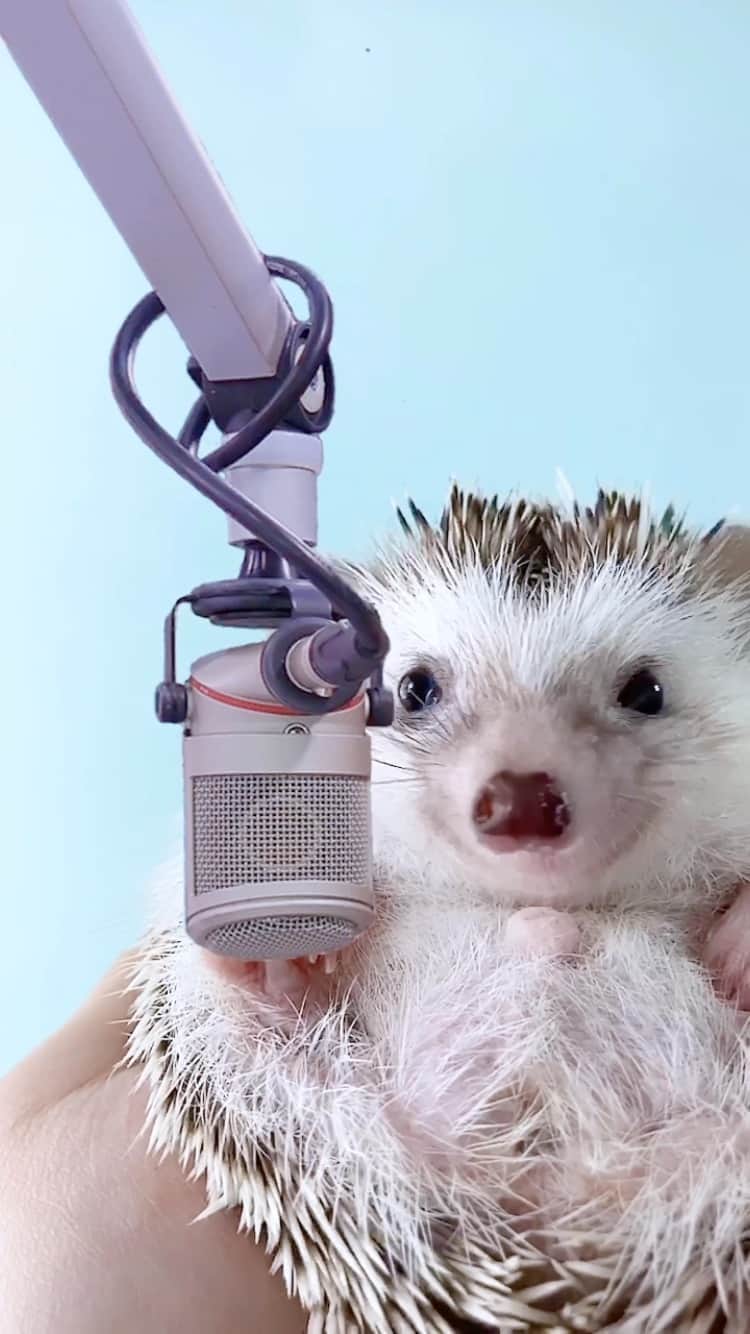 ダーシーのインスタグラム：「The Wig Star🦔🎙🎶✨」