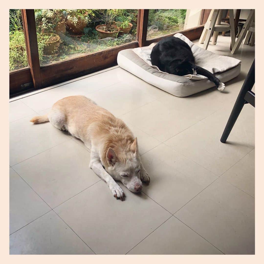 パンといっぴきのインスタグラム：「#元保護犬 #雑種犬 #犬と猫 #元保護猫 #白黒猫 #ハチワレ #blackandwhitecat #crossbreed #tuxedocat #mixdog #catanddog #sleepingdog #眠る犬　#眠る猫　#sleepingcat #キップル14歳」
