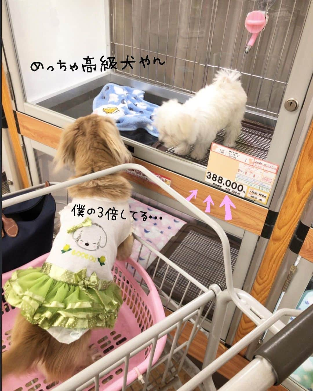 チズさんのインスタグラム写真 - (チズInstagram)「気になる子🐶❤️は 手の届かない存在😅💸 #ペットショップ #犬とおでかけ  #Mダックス#ダックス#ミニチュアダックス #親父犬#シニア犬#ミニチュアダックスフンド #ミニチュアダックスクリーム#短足部 #短足犬#カニンヘンダックス #ダックス14歳#カニンヘンダックスフンド#犬は家族#犬のいる生活#シニアライフ#インスタでわんこみるのが日課 ♡♡」8月30日 14時18分 - sqi.chizu