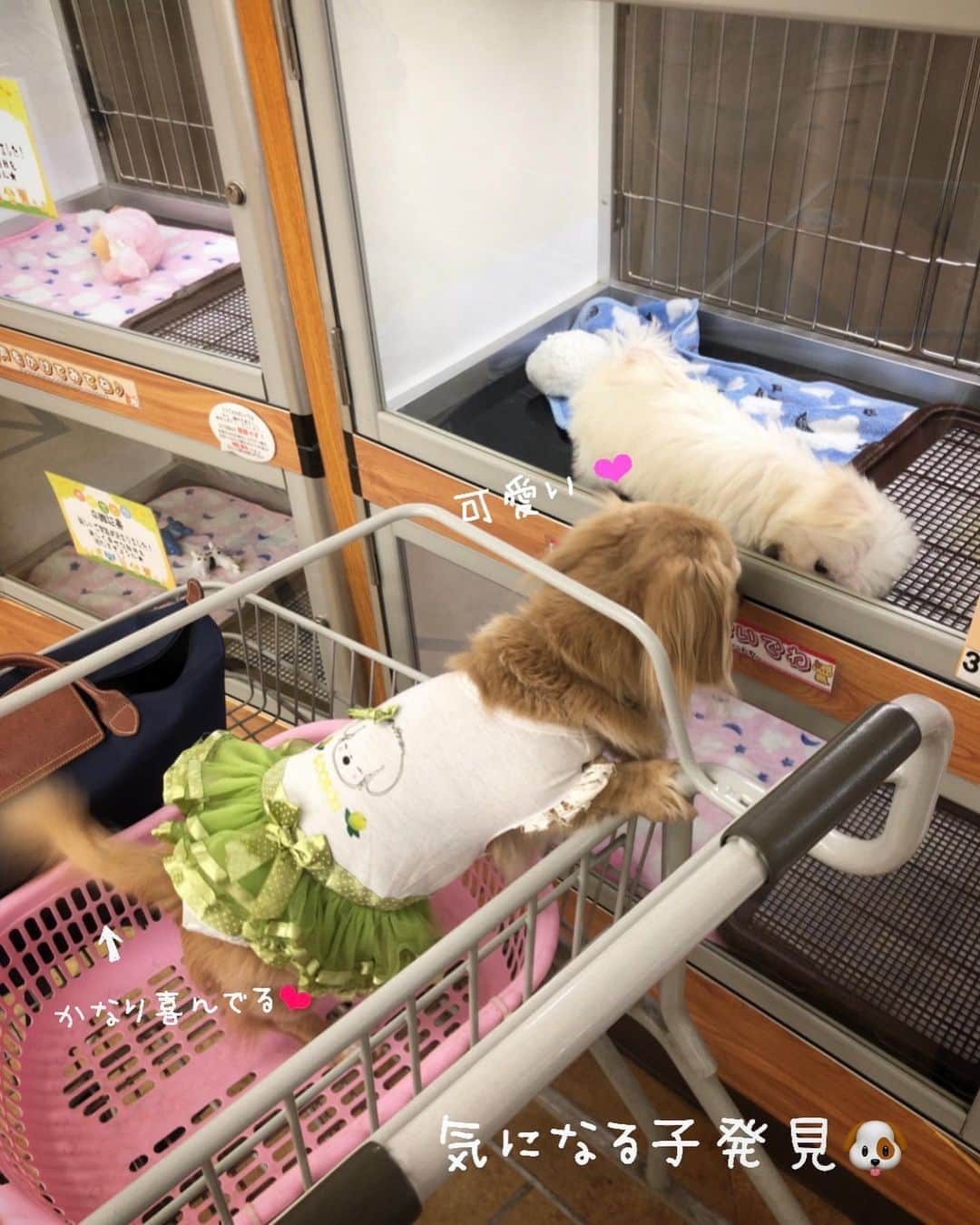 のインスタグラム：「気になる子🐶❤️は 手の届かない存在😅💸 #ペットショップ #犬とおでかけ  #Mダックス#ダックス#ミニチュアダックス #親父犬#シニア犬#ミニチュアダックスフンド #ミニチュアダックスクリーム#短足部 #短足犬#カニンヘンダックス #ダックス14歳#カニンヘンダックスフンド#犬は家族#犬のいる生活#シニアライフ#インスタでわんこみるのが日課 ♡♡」
