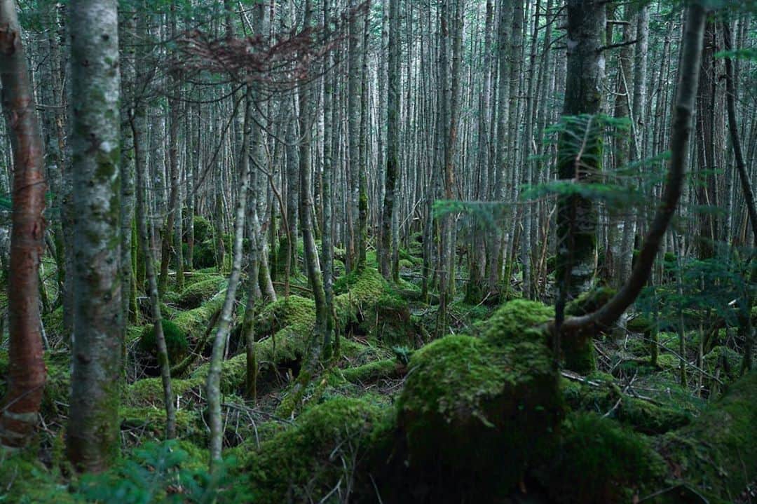 のインスタグラム：「八ヶ岳の森 📷 #山スタグラム #登山 #山 #山登り #outdoor #hiking #mountains #八ヶ岳」