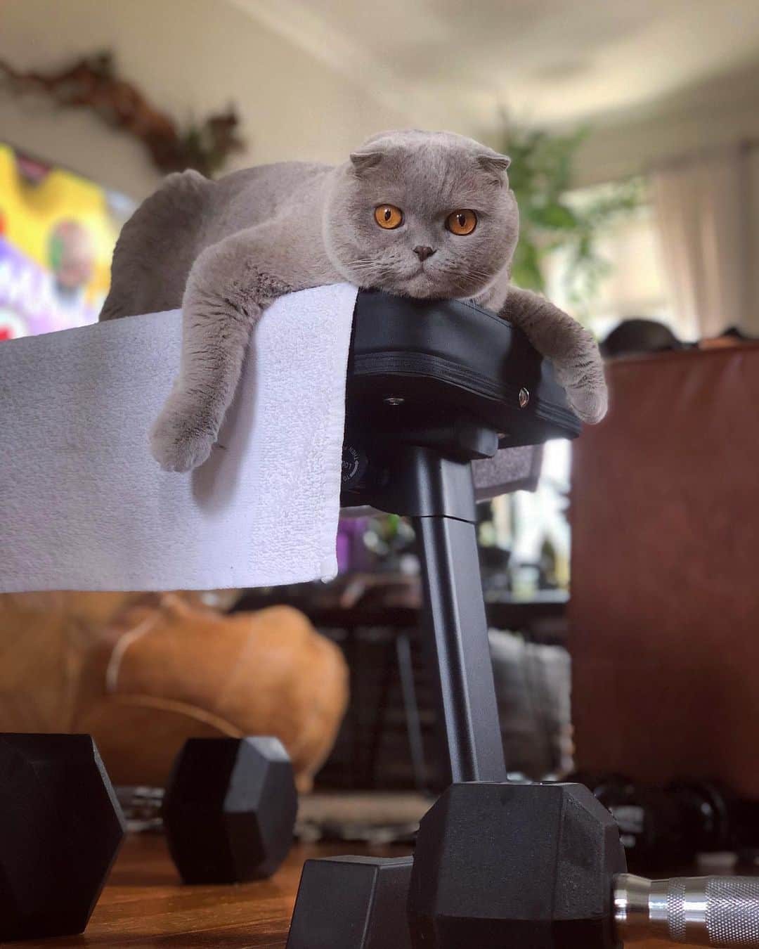 Millaさんのインスタグラム写真 - (MillaInstagram)「🎶 I be up in the gym just working on my fitness He's my witness (oh, wee) I put yo' boy on rock, rock And he be lining down the block just to watch what I got! 🎵 😺 #fergalicious #Millalicious #MillaTheCat」8月30日 14時45分 - millathecat