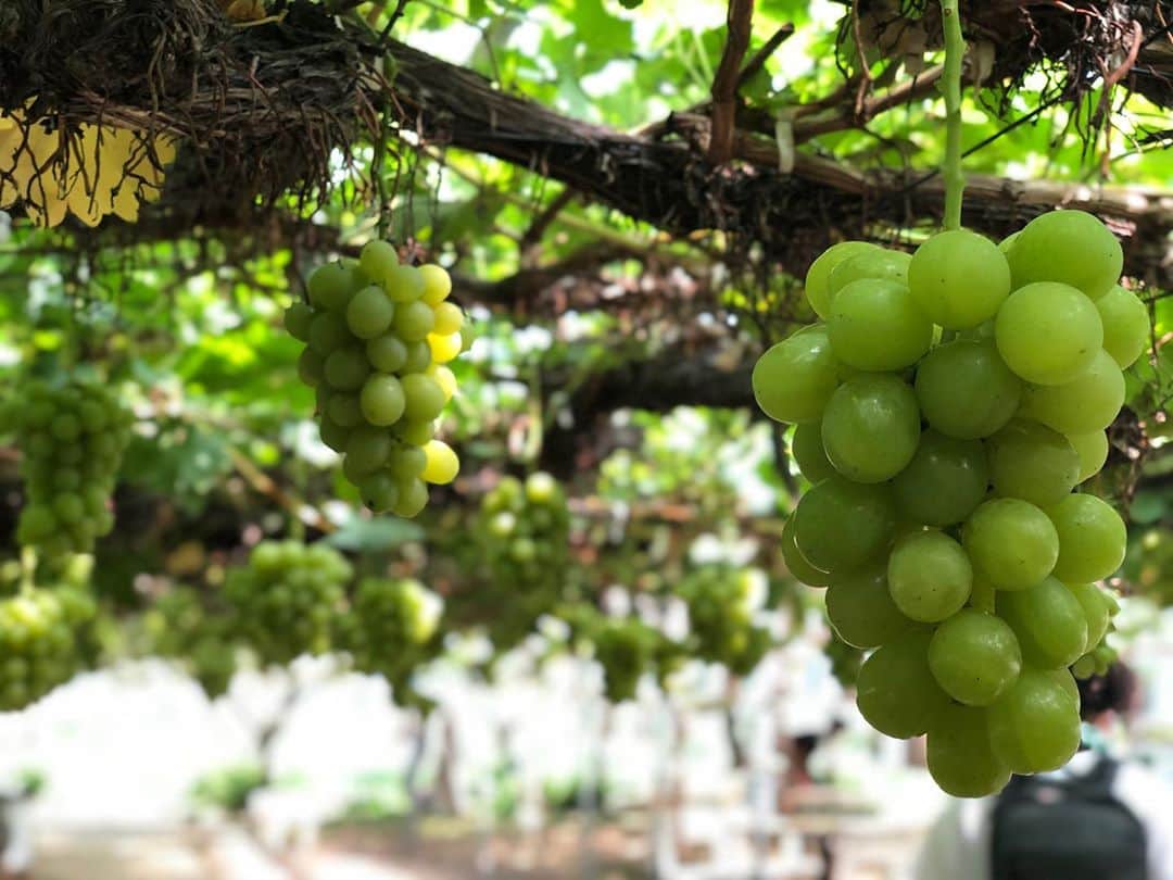 本間紗理奈のグルメインスタ