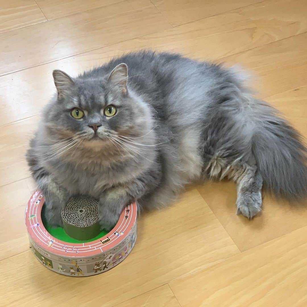 hanaのインスタグラム：「【ボールなんてないぜ😎】﻿ 両手で隠してドヤ顔してるけど﻿ 動画では一生懸命遊んでるギャップ🥺﻿ ﻿ #pecobox ﻿ #cat #cats #catlover #cutecats #catsnap #catstagram #ilovemycat #adorble #ig_catclub #cats_of_instagram #kawaii #kawaii_cat #meowbox #bestmeow #fluffy #funnycritters #scottishfold #neko #kitty #ねこ #ねこ部 #ネコ #猫 #スコティッシュフォールド #スコティッシュ #ふわもこ ﻿」