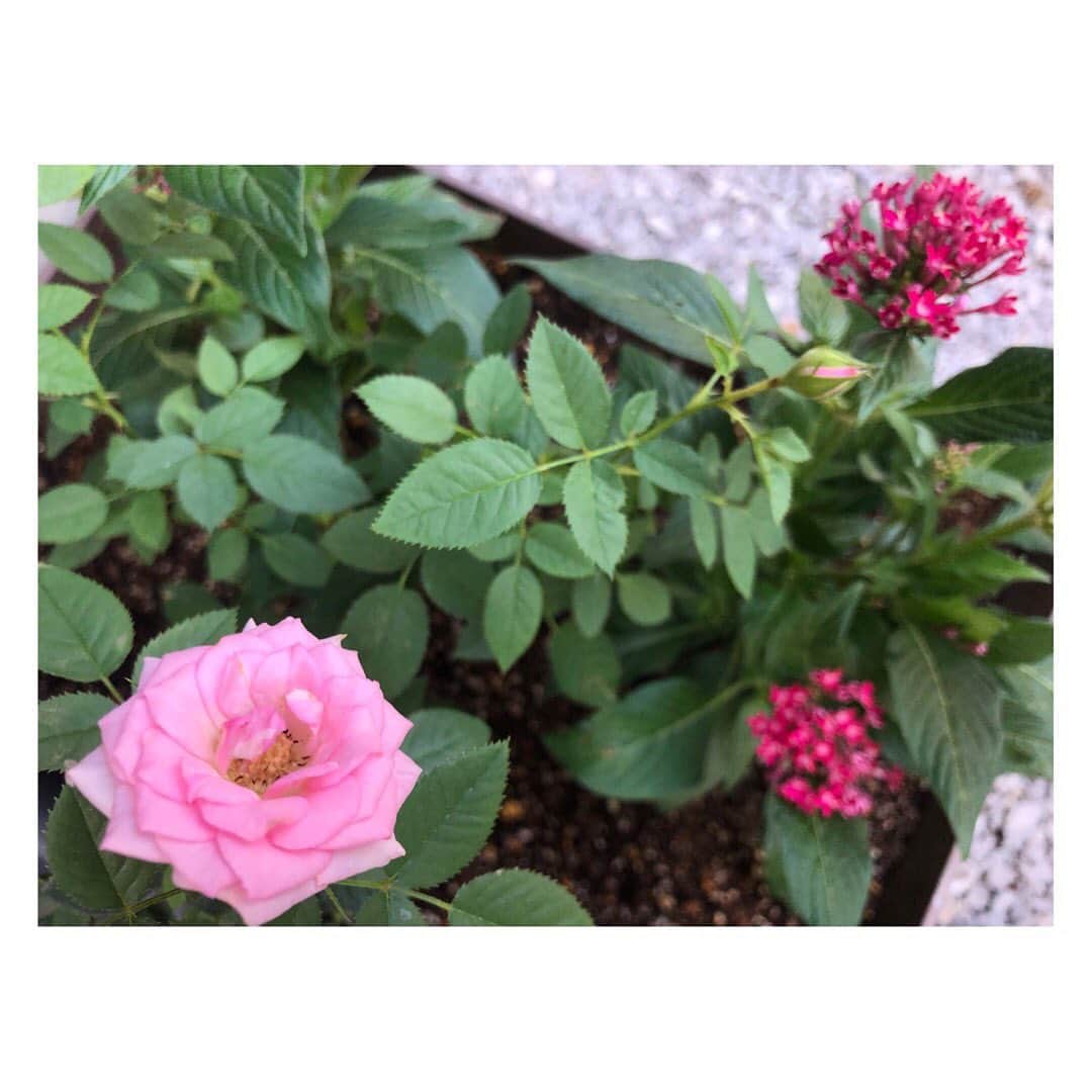 柳野玲子のインスタグラム：「我が家の新しい家族🥰🌹 暑さでグッタリしていたペンタスもたっぷりのお水と愛情で生き返り元気になりました💓 #お花 #お花のある暮らし」