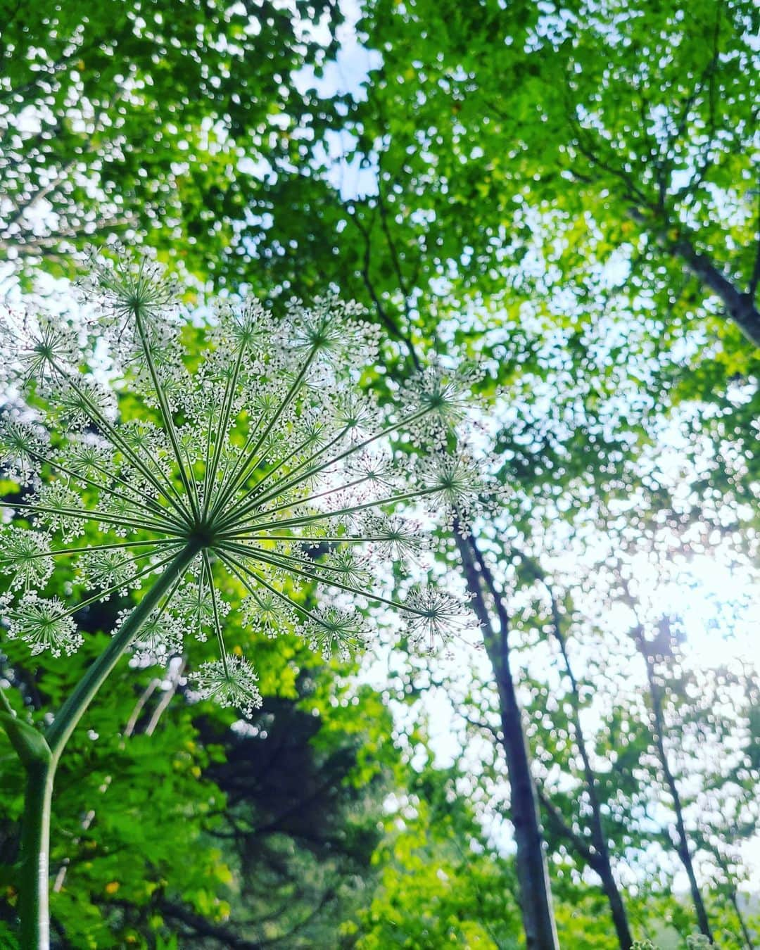 小平奈緒さんのインスタグラム写真 - (小平奈緒Instagram)「本当は山に登りたいけど、現役中は山歩きに留めています🐾 捻挫したらおしまいなので…😅 大学の実習以来の志賀高原散策🚶‍♀️🏔️ 熊よけ鈴をリンリンさせながら、とことこ歩いてきました🍃 朝は風が少なく湖面が穏やかなので、戸隠の鏡池と同じく森の木々が水面に映えます🌲 残暑が長引いたり、色々なところで気を張って生活しなければならない現在ですが、できる範囲で息抜きしながら上手に暮らしていきたいですね。 信州の山へ旅に行く気分を味わえていただけたら幸いです🏔️ #志賀高原 #大沼池 #BergWandeling #BlauweMeer」8月30日 15時35分 - nao.kodaira