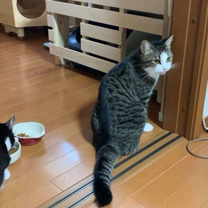 ひのき猫のインスタグラム