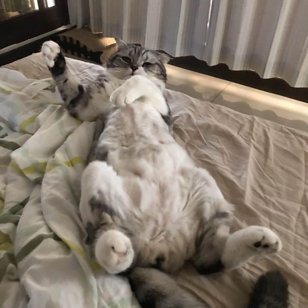 KATSUOのインスタグラム：「腹筋ゼロ . #cat #catstagram #catsofinstagram #instacat #katsuo」