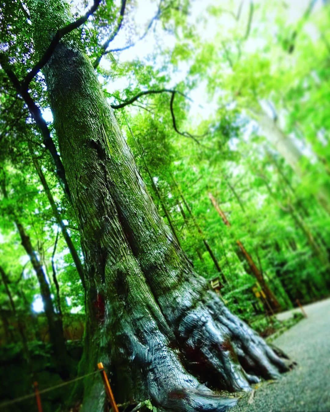 大山恵理乃さんのインスタグラム写真 - (大山恵理乃Instagram)「#女子旅 #伊勢神宮 #パワーツリー﻿ ﻿ ﻿ 内宮のパワースポット。﻿ 杉の木「パワーツリー」。﻿ パワー溢れる大きな木。﻿ ヒンヤリする感触。﻿ ﻿ ﻿ パワーをあやかる参拝者が触ってきた事で、﻿ 表面つるつる。﻿ ﻿ ﻿ 待ち受けにすると恋愛にも効果あるとか。﻿ ﻿ ﻿ ﻿ photographer: @eristavi_official  ﻿ ﻿  ﻿ (過去picです)﻿ #伊勢神宮内宮 ﻿#パワースポット #杉の木 #内宮 #恋愛運アップ #日本の景色 #旅行 #日本 #お伊勢さん  #이세신궁 #이세신궁내궁 #파와스폿 #여행스타그램 #일본 #일본여행 #미에형 #여행사진  #isejingu #isejingushrine #isejingunaiku #powertree #powerspot #japan #japantravel #travel #travelphotography  ﻿ ﻿」8月30日 16時34分 - erino_ohyama