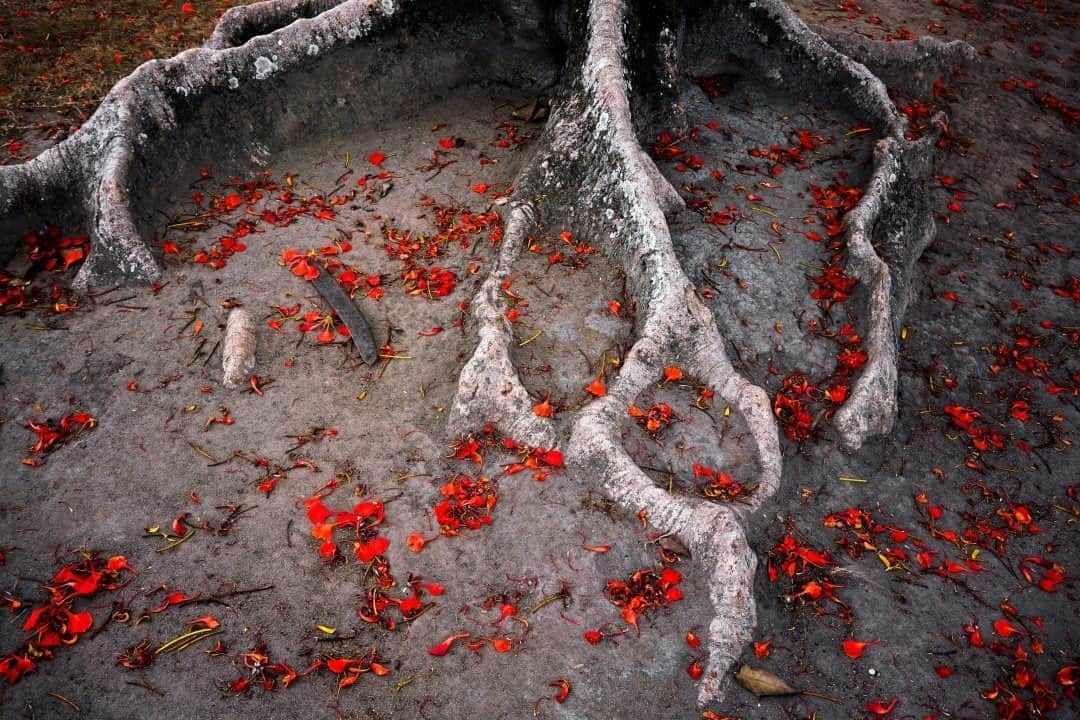 のインスタグラム：「Photo by @tamaramerino_photography  In Cachoeira, Brazil, red petals lie at the roots of a “flame tree,” also known as a flamboyant tree—widely regarded as one of the most beautiful tropical trees in the world. Follow me on @tamaramerino_photography to see the full story.」