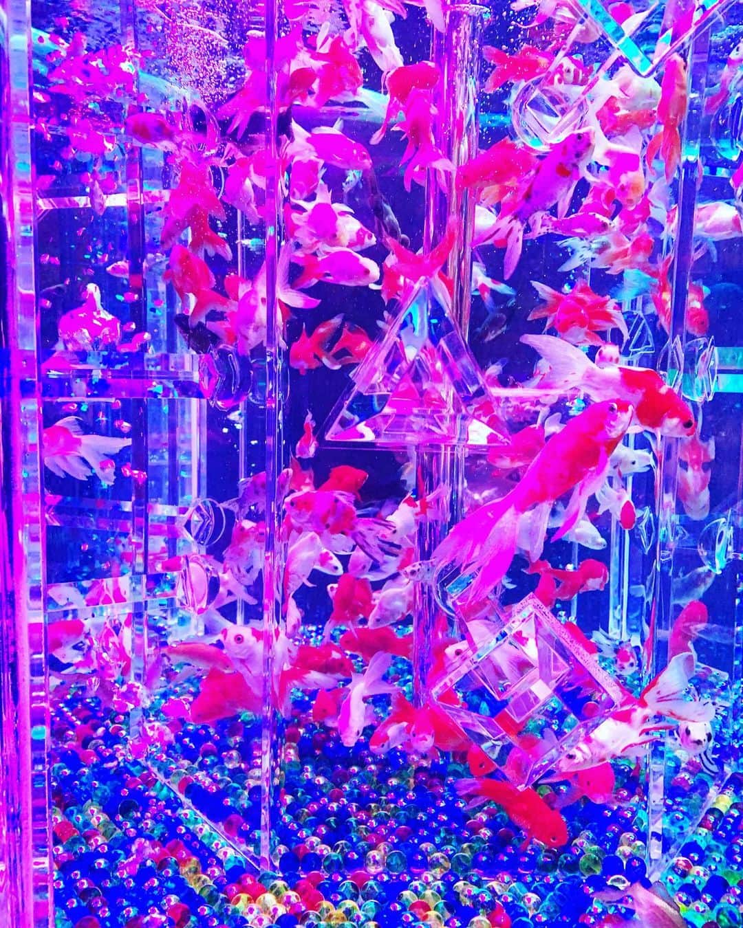 のインスタグラム：「アートアクアリウム美術館🐠✨ ． ． #アートアクアリウム #アートアクアリウム美術館」