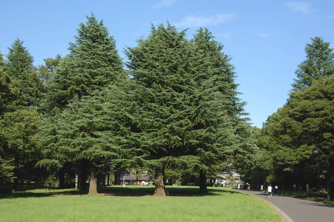 東京都庁広報課さんのインスタグラム写真 - (東京都庁広報課Instagram)「「代々木公園／Yoyogi-Park　(2020.8.11撮影)」最寄駅：原宿駅  　#代々木公園 #原宿 #渋谷区 #明治神宮 #表参道 #神宮前 #ヒマラヤ杉 #tokyotokyo #tokyogram #moodygrams #jp_gallery #ptk_japan #gdayjapan #realtokyo #beautifuldestinations #tokyojapan #instatokyo #loves_nippon #phos_japan #bestjapanpics #cooljapan #japan_of_insta #photo_jpn #illgrammers #景色 #東京 #Tokyo #东京 #도쿄 #tokyogood」8月30日 17時00分 - tocho_koho_official