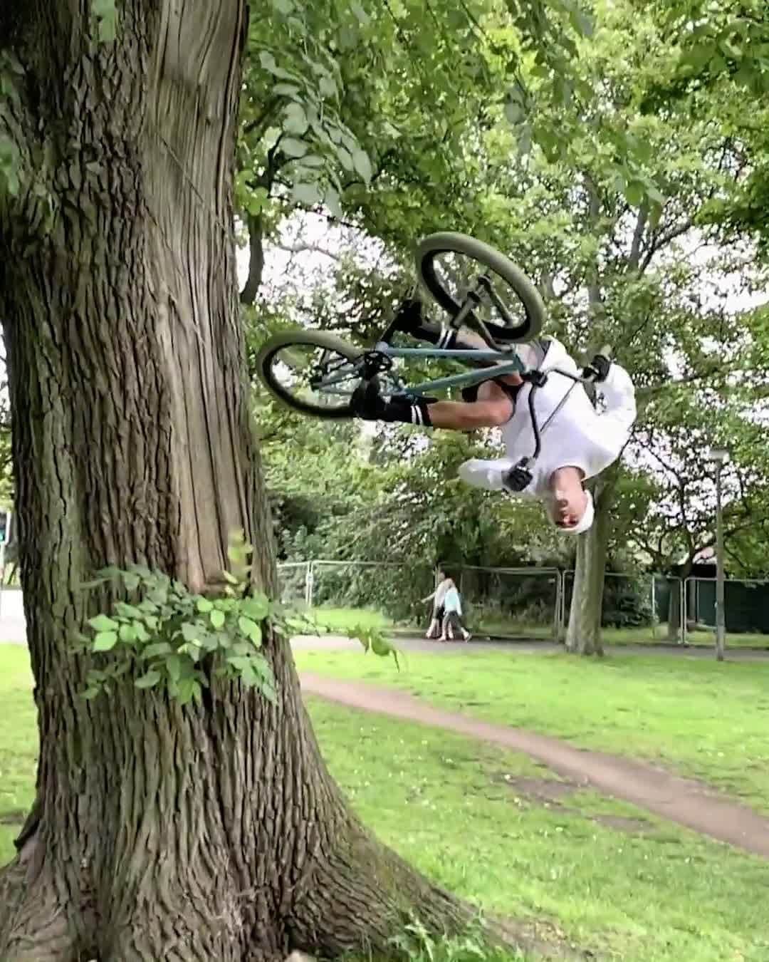 レッドブルのインスタグラム：「@krisskyle meets the famous @danny_macaskill tree... 👏 best tree pun gets their comment pinned 👇 GO, GO, GO!!!   🎥 @alex_donnachie #redbull #givesyouwings #bmx #fromwhereiride #bike」
