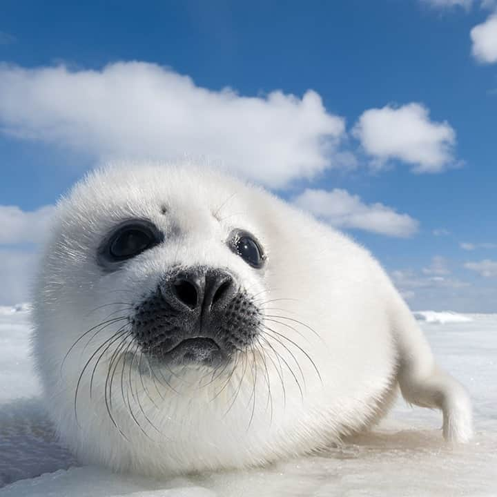 National Geographic Travelさんのインスタグラム写真 - (National Geographic TravelInstagram)「Photo by @daisygilardini  A newborn harp seal looks around in the Magdalen Islands, Gulf of St. Lawrence. When photographing wildlife, I try to work my subject by shooting with different lenses from every possible angle. When the opportunity presents itself, I prefer to lie on the ground and be at eye level with my subject.  Depending on the animal I’m photographing—whether it’s docile or dangerous, shy or fearless—I sometimes choose one lens over the other and stick with it. I love wide-angle portraits, as they give me the chance to get up close and personal while including the background habitat. Sometimes, though, I find it too intrusive and I opt for a telephoto lens.  Follow me @DaisyGilardini for more images and stories behind the scenes. #seal #harpsealpup #magdalenislands #quebec #canada」8月30日 17時08分 - natgeotravel