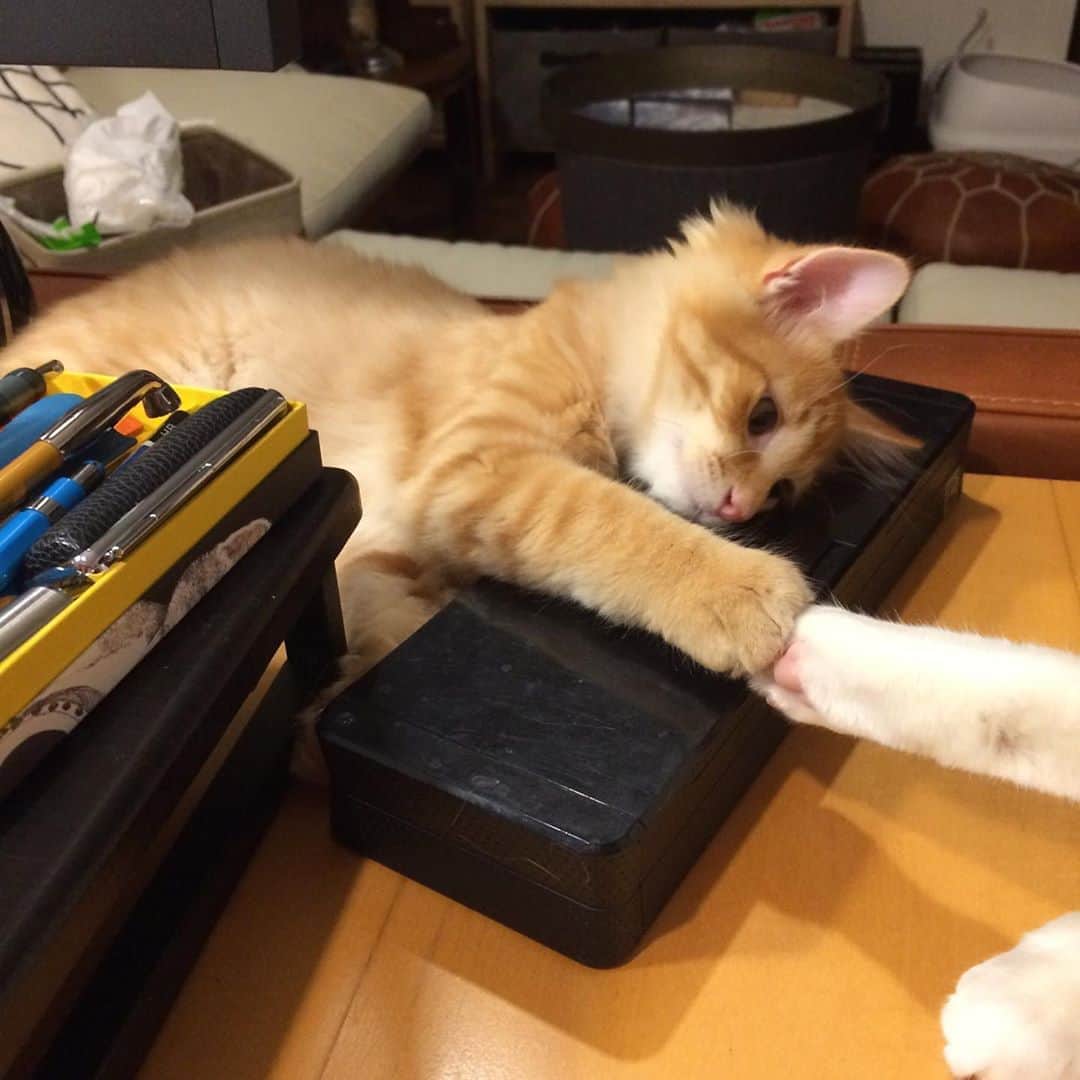 岡田屋鉄蔵のインスタグラム：「ちょいちょい」