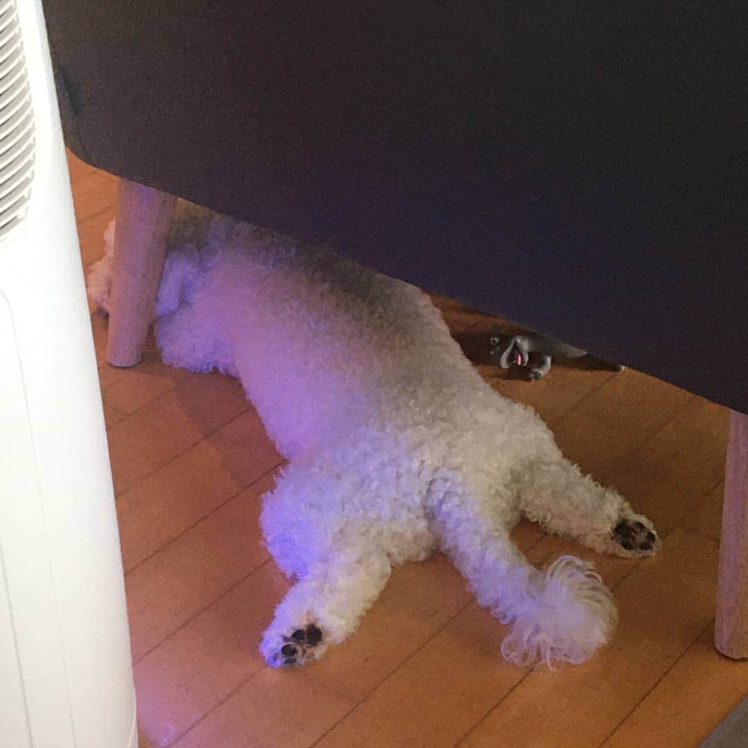 ソン・スンヒョンのインスタグラム：「🐶💬」