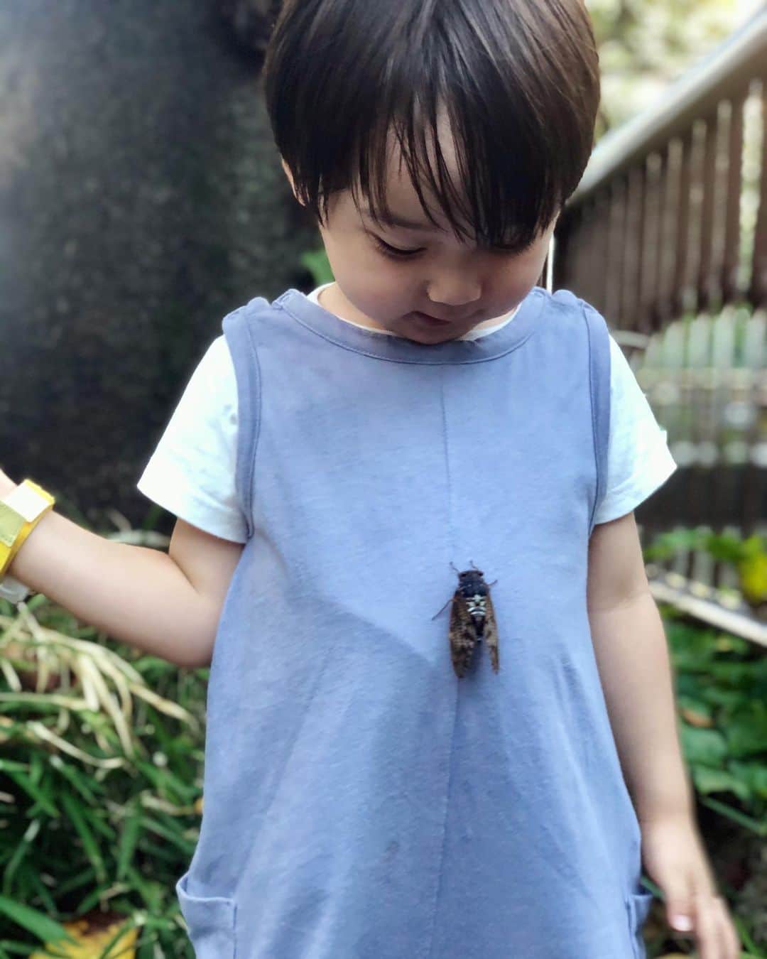 石塚錬さんのインスタグラム写真 - (石塚錬Instagram)「. 👦💬「セミさん、元気になぁれ🌻🧗🔝」 #道ばたで弱っていたセミさんを樹液たっぷりの木へ案内しました🌳🍯 #7年後にまた会おうね☺️ . 👦💬「Cicada, get well 🌻🧗🔝」 #I guided a cicada who was week on the roadside to a tree full of sap 🌳🍯 #See you again in 7 years☺️ . #セミ #夏の終わり #蝉 #木 #元気 #またね #cicada #Late summer #tree #seeyouagain #cheerup  #매미　#여름　#나무 #จักจั่น #ปลายฤดูร้อน #ไม้ #Jangkrik #Akhir musim panas #kayu #夏末 #石塚錬 #成長日記 #ishizukaren #renishizuka #이시즈카렌」8月30日 19時00分 - ishizuka_ren