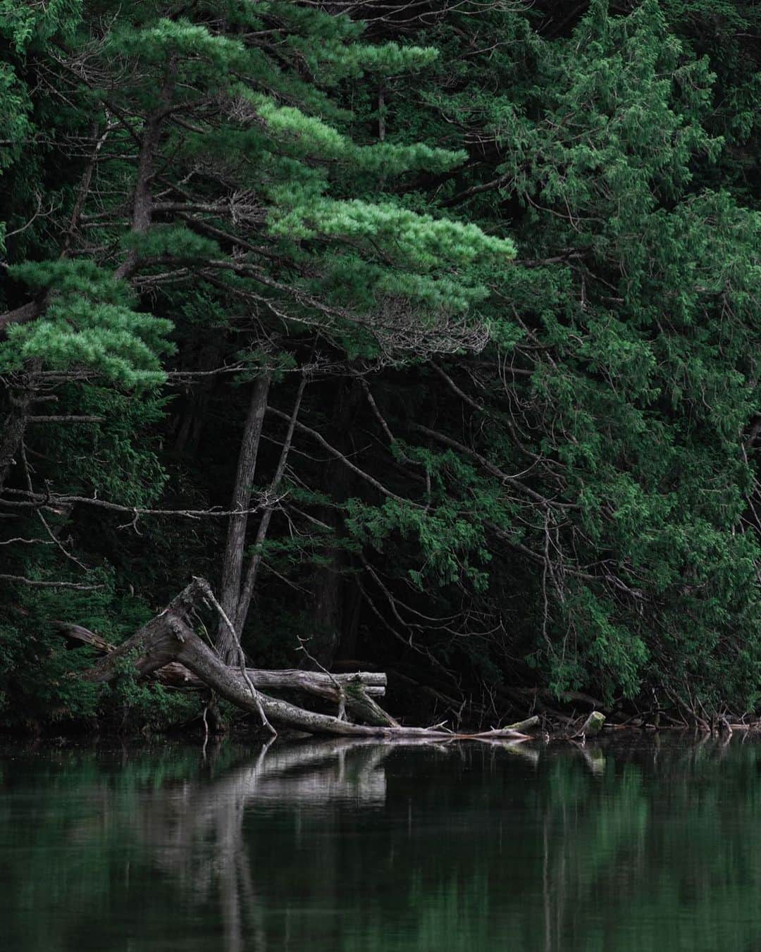 大越光貴さんのインスタグラム写真 - (大越光貴Instagram)「広角で撮った壮大な写真も好きだけど、望遠で切り取った一番美しい部分の方が好きです。  Camera: Nikon D850 Lens: Nikkor 70-200mm ﻿ #GREEN #CONTRAST #forest #moss #mirror #naturephotography #landscapephotography #beautifulnature #japaneselandscape #明神池 #大正池 #神降地 #上高地 #松本市 #長野 #日本の風景 #日本の絶景 #大自然 #風景写真 #夏休み #一人旅 #バックパッカー #フォトグラファー #ニコン #D850 #ファインダー越しの私の世界  #ファインダー越の風景」8月30日 19時18分 - koukoshi
