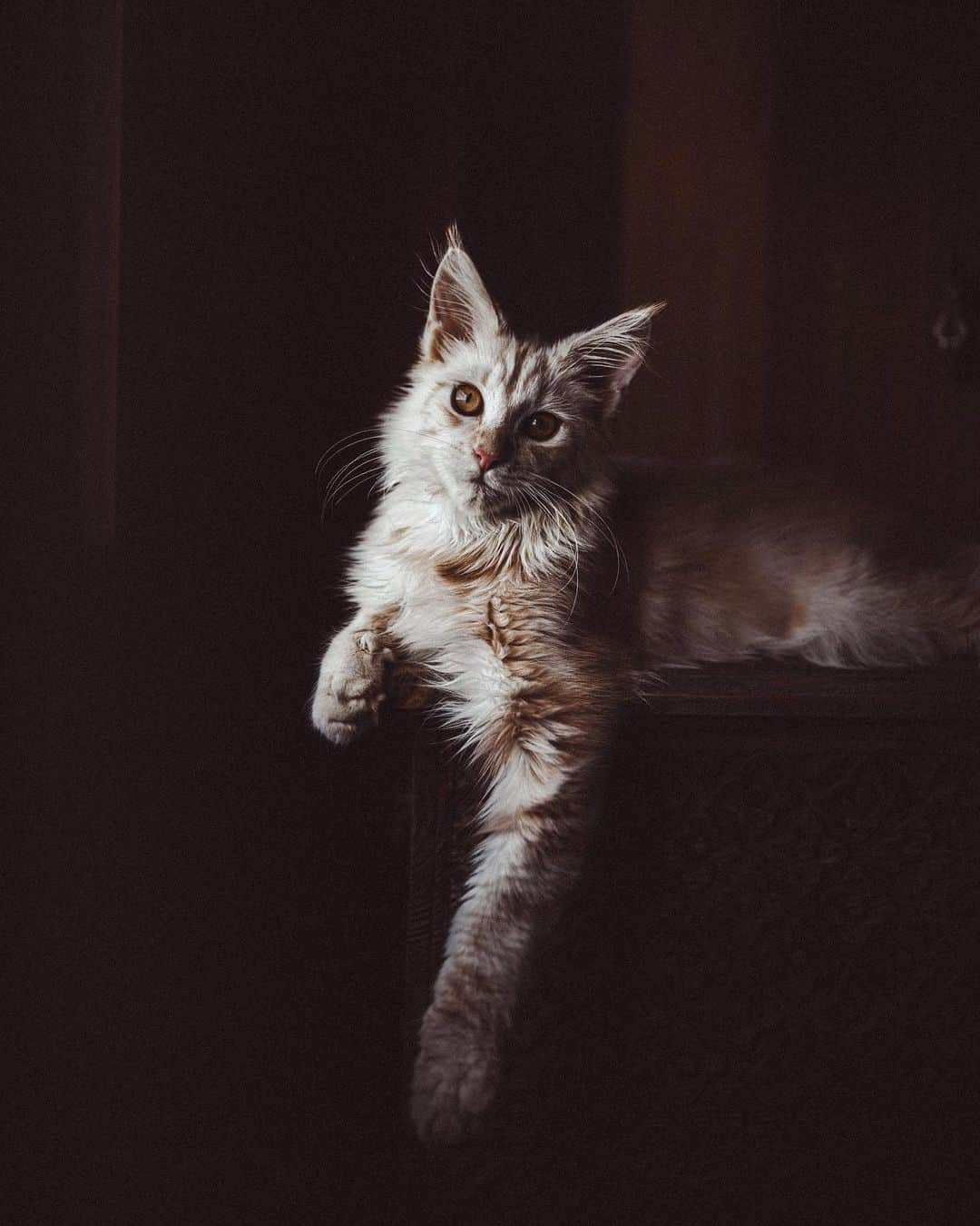リリー＝ローズ・メロディのインスタグラム：「Mr. Handsome 😸💛」