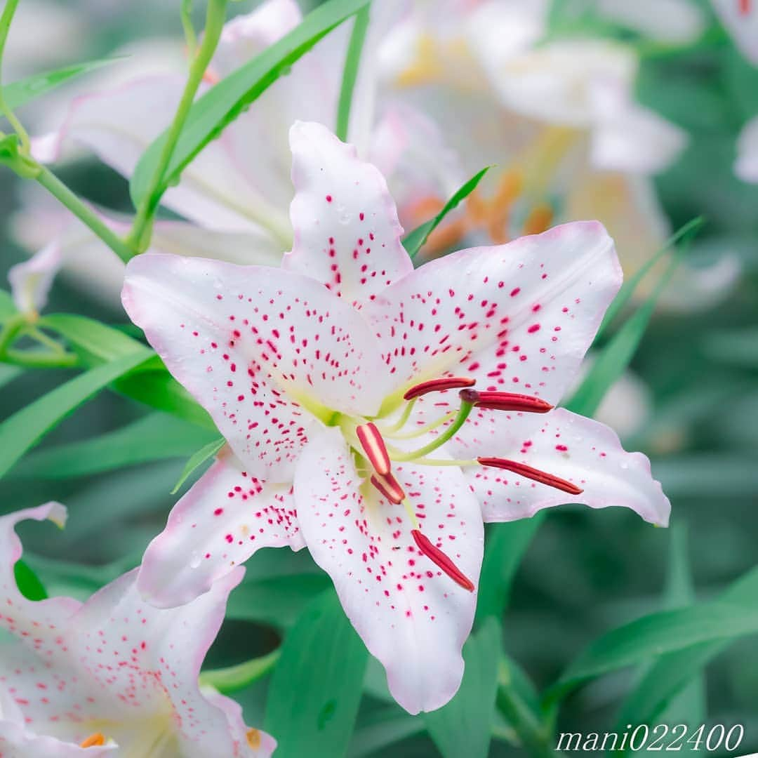 mani022400のインスタグラム：「. 30 Aug. 2020 . . こんばんはー🌸🌺🌹✨ . . location:Tokyo camera:a7r3 lens:Sony135GM . . .  🌺🌺🌺🌷🌷🌷🌹🌹🌹🌸🌸🌸 ご訪問ありがとうございます🙇 . お花以外の写真は サブアカウントにポストしています。 良かったら、覗いてください🙇🙇 ⬇️⬇️⬇️ @mani0224000   . 🌺🌺🌺🌷🌷🌷🌹🌹🌹🌸🌸🌸 . . . . . 🔷🔷🔷🔷🔷🔷🔷🔷🔷 thanks_dear_yui  discoverwithalpha ﻿ japan_ilc﻿  a7rm3 ﻿ sel135f18gm  sel55f18z  #カメラ好きな人と繋がりたい  #flower  #花 #flowers   #写真好きな人と繋がりたい love_bestjapan  serahana #ファインダー越しの私の世界    #花のある暮らし  #bns_lite #eclecticshow #explore_floral . #9vaga9  9Vaga_Rose9  9vaga_3flowers9  #floristsandflowers #ip_for_blossoms_vip  #fabulous_shots ig_flowers #ponyfony_flowers #meiko_flora_member meiko_roses  #myheartinshots #la_flowers #rainbow_petals #top_favourite_flowers  #quintaflower #inspiring_shot #phx_flowers dreaming_in_macro #j_flower_shots flower_special_legend　nature_special_legend  #ind_flowers #tv_flowers　　 #best_mmf_vipday  #best_beauty_flora_  9vaga_flowersart9 #ptk_flowers #fleur_noblesse_m  .」