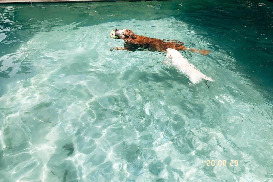 Hoykong&Plamuekのインスタグラム：「Happy time #summerdogpool #hkpm #dogswimmingpool」