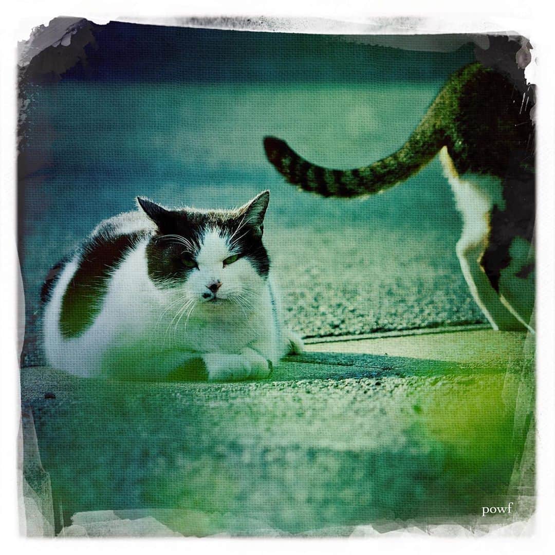 anemone_69のインスタグラム：「. #外猫 #僕らの居場所は言わにゃいで #cat #猫 . #DreamCanvas_powf . . .」
