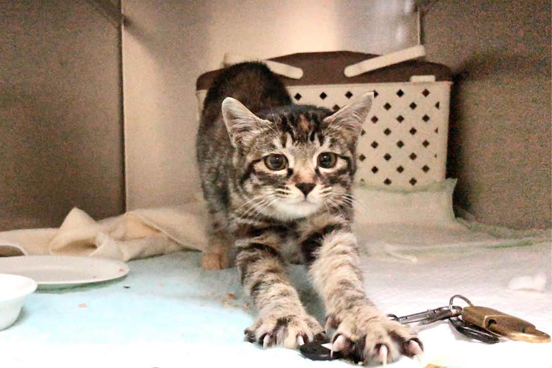 スーパーナブラさんのインスタグラム写真 - (スーパーナブラInstagram)「． ． 凍った道で保護された奇跡ねこアイ ． 今回お騒がせした問題の関係からか、猫はやらせ、凍った道路に猫がいるわけがないという悲しいコメントをたくさん拝見しました ． もしアイの兄弟が生き残っていて 雪のなかで懸命に生きている映像を見たとしたら どんな気持ちになりますか？ ． 元気に暮らしている兄弟もいるんだよ！ すぐにお知らせしたい気持ちもありましたが アイを家族のように見てくださる母猫さんの気持ちを考えれば考えるほど映像の公開をためらいました 生きてはいるけど雪の中です アイが死にそうになっていたのと同じ環境です ． 発見から半年経ちましたが 公開させていただくことにしました ． あんなところにネコがいるわけがない 再生回数のためのやらせだ ． そんなコメントから公開することを考えましたが でもよく考えれば今がギリギリのタイミングです 北海道はもう寒くなってきていて 厳しい冬が訪れようとしています ． もしかすれば助かる命があるかもしれないから！ ． ． 🐈お知らせ🐈 【今夜21時00分】 スーパーナブラチャンネルのライブで 発表させていただきます✨   ． ． #猫#ネコ#保護猫#にゃんすたぐらむ #にゃんだふるらいふ#温泉#ねこ#和食 #犬#チワックス#犬#いぬ#わんこ#イヌ #いぬすたぐらむ#車中泊#風景#景色 #琵琶湖#釣り#ブラックバス#バス釣り #発見#おでかけ#女子旅#ツーリング #自然#釣り#釣りガール#YouTube」8月30日 20時18分 - supernabura