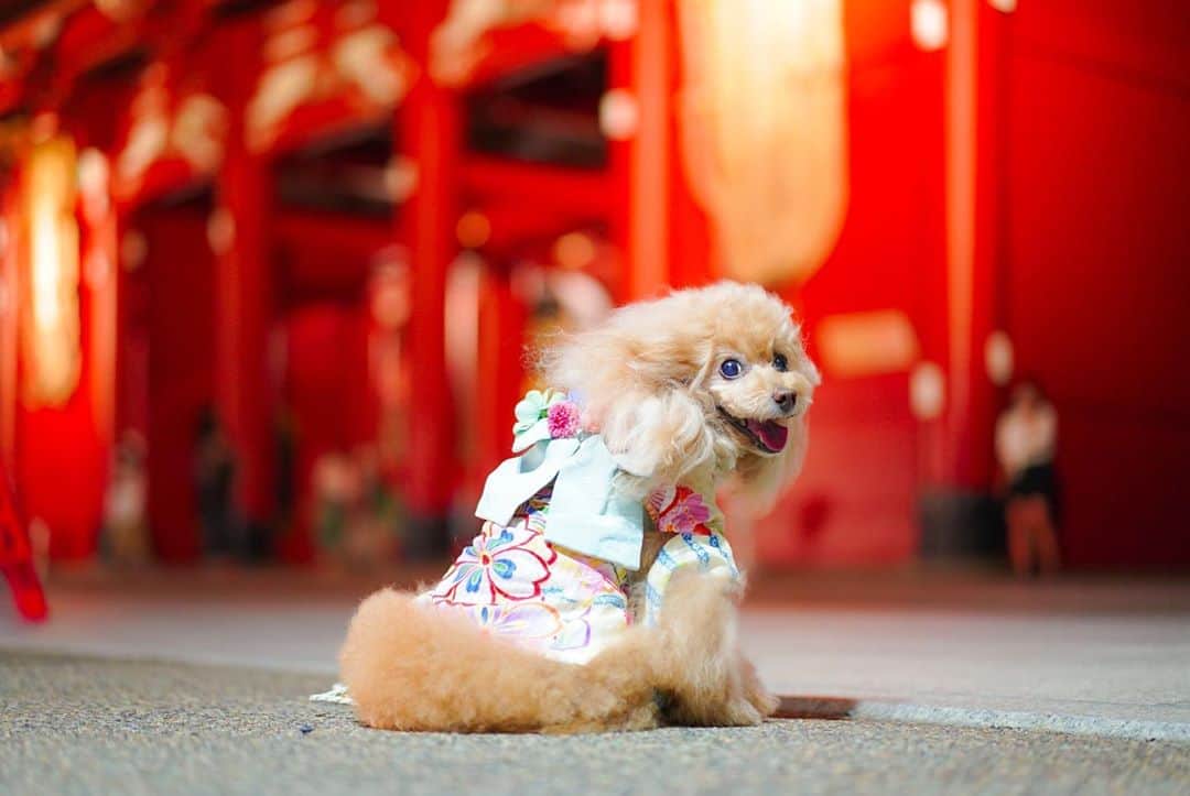 Toypoodle Mikuru?Asakusa Tokyoのインスタグラム：「20200830 Sunday. みきゅるん今年初浴衣♥️ みんなで浴衣 de night ✨してた頃が懐かしい😌 . 夏の終わりに浴衣姿も中々赴きあって良いかなー？😄 . 浅草寺からスカイツリーにかけて、みきゅるん浴衣で撮影してきました📸 . 人の少ない夜でしたが、撮影中に みくる見て 「犬が浴衣着てる❗️」 と何度か言われました。 まだまだ一般的には犬の浴衣や着物は珍しいのでしょうかね？ . 「おりこさんで、待てるんですねー」 と、観光客に褒められた みきゅるんは、愛想振りまいておりました。 . うちの子、褒められると付け上がるタイプです😰 . 褒められて撫でられて機嫌よくなると、撮影もしやすくなります😂 . うちの子単純ですから😅 . . . モデルさん頑張ってくれたみきゅるんには、オニクのギャラが支払われました🍖 . 枚数とった割にまともな写真もなく いつもの自己満足記録型写真で終わりました。 . みきゅるん浴衣、あと数回お付き合いください🙏🏻 . #浅草寺 #浴衣  #ツァイス写真部 #zeiss55mm18」