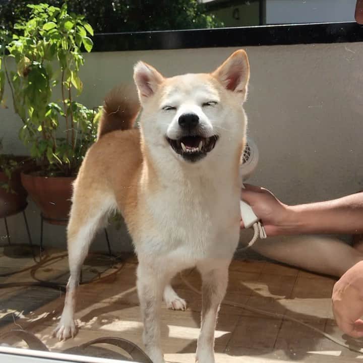 柴犬リリコのインスタグラム：「シャンプー🧴🧼🛁してすっきりご機嫌リリコさん🐶✨（※ ドライヤーは冷風です）  #シャンプー日和 #プール終い #おうちBBQ」