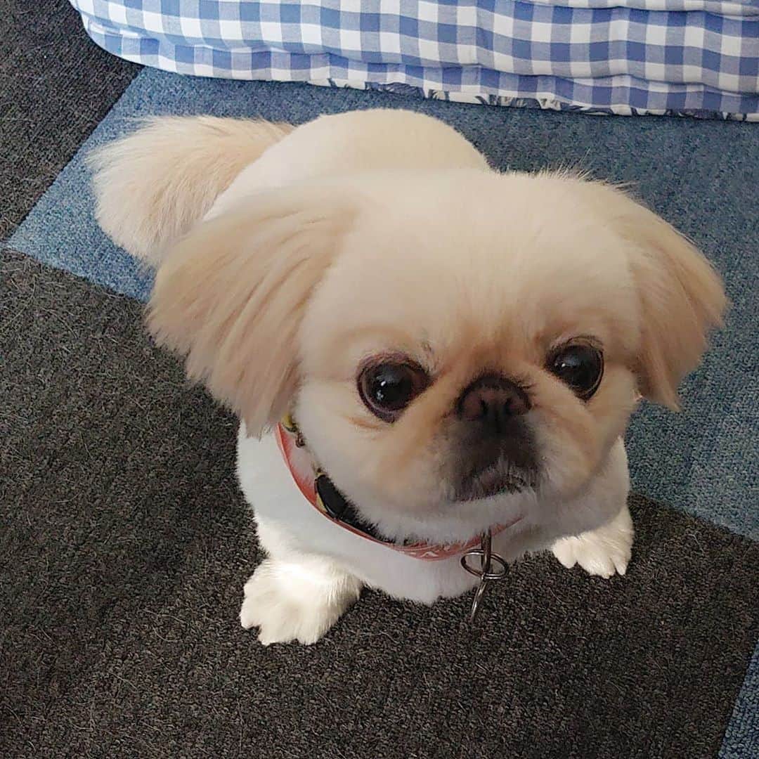 Kukkaのインスタグラム：「とりみんぐったのだ。 (りりしい)」