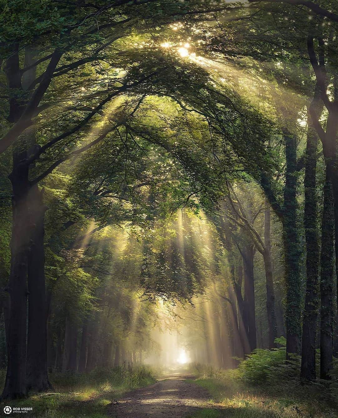 Canon Photographyさんのインスタグラム写真 - (Canon PhotographyInstagram)「A stunning forest walkway 🌳 🇳🇱  Photography // @rob_visser_photography Curated by @steffeneisenacher  #forest #tree_brilliance #tree_captures #tree_magic #sunray #netherlands」8月30日 20時52分 - cpcollectives